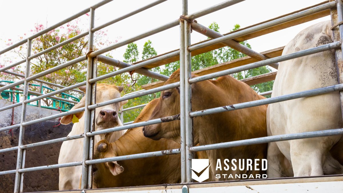 Livestock Trucking What It Takes to Move Animals Safely