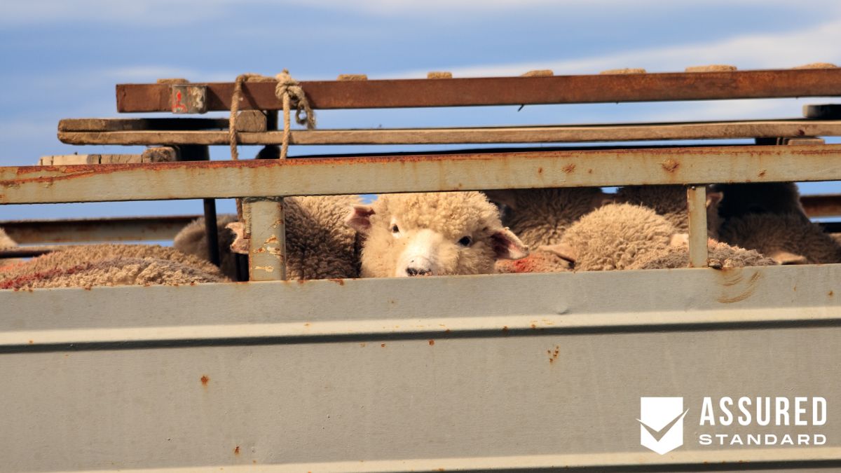 Monitoring Animal Welfare Throughout the Journey